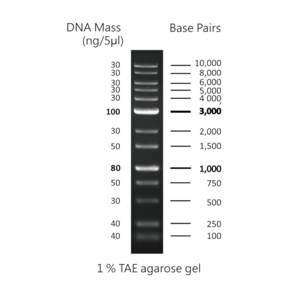 1Kb PLUS DNA Ladder, 100bp-10Kb, 500uL